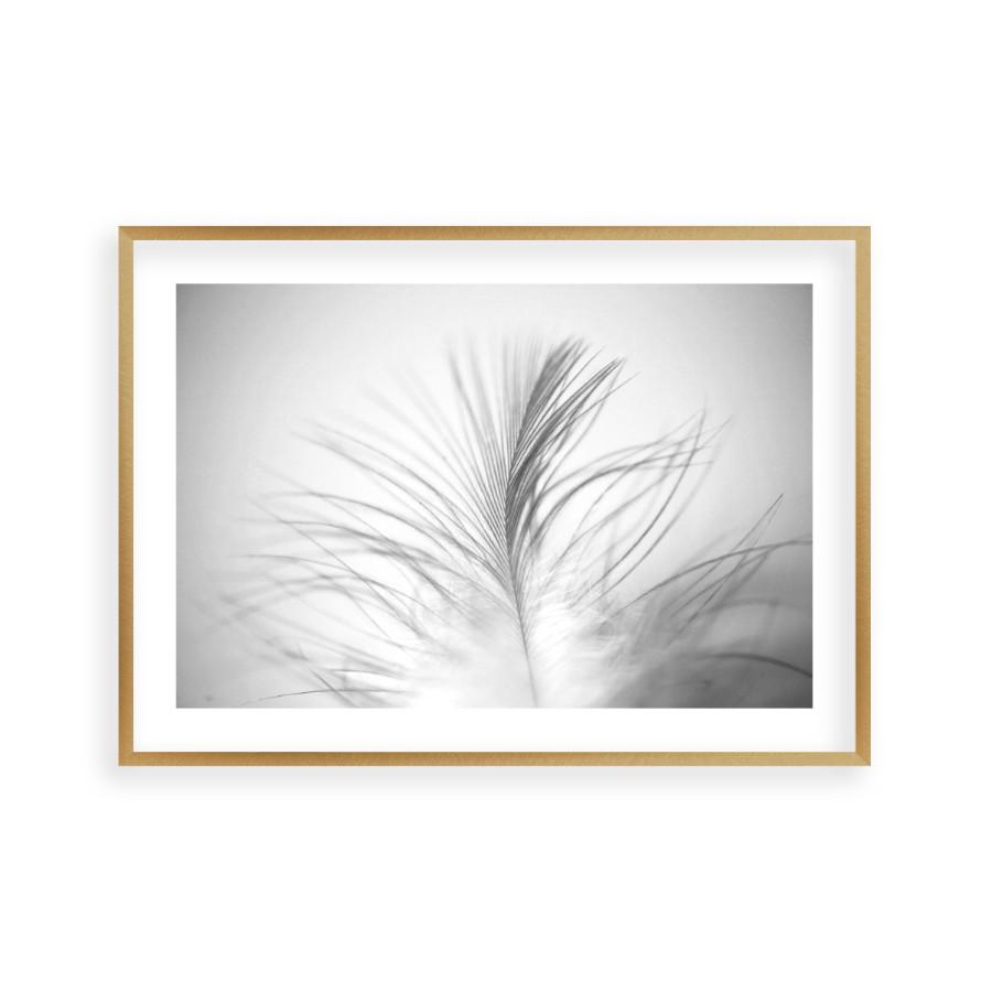 Dusty Feather Print - Blim & Blum