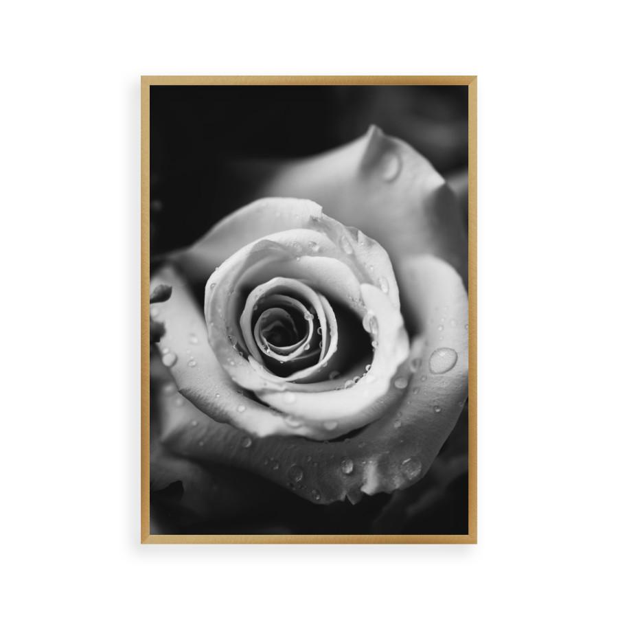 Rose B&W Print - Blim & Blum