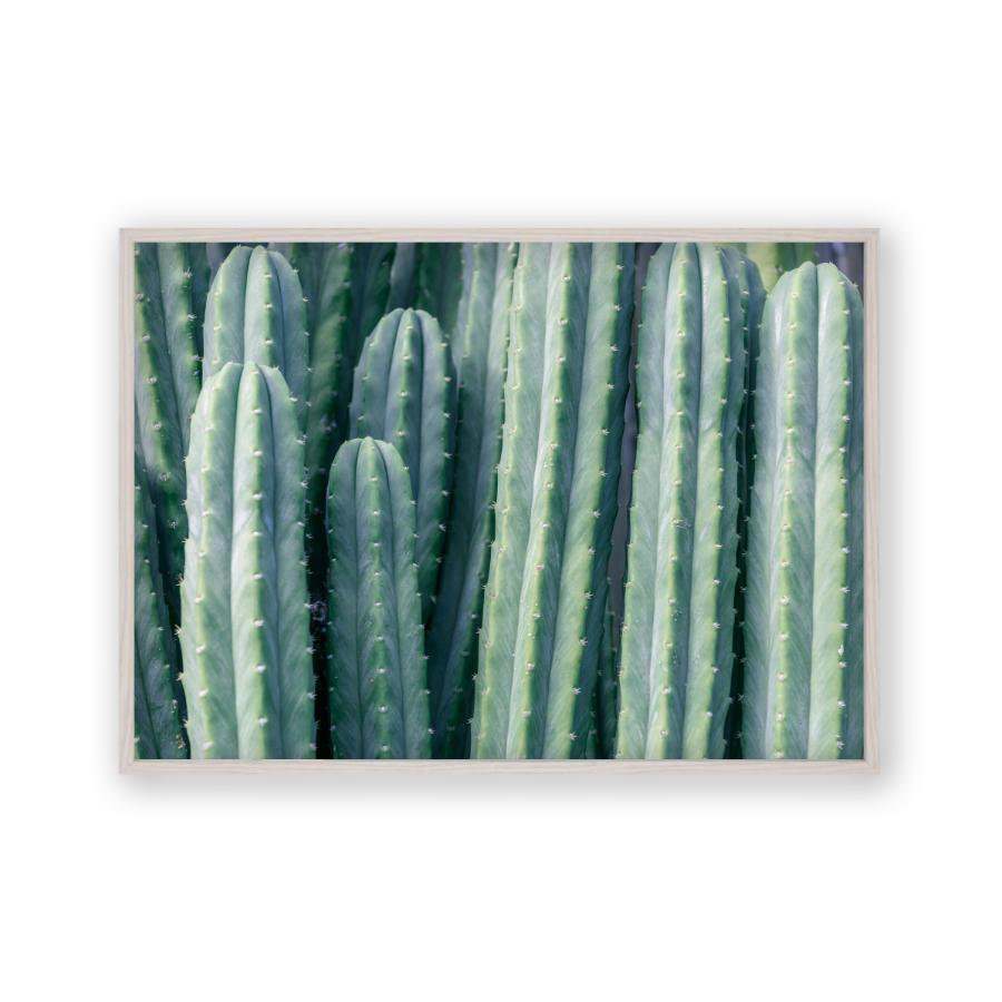 Cactus Print - Blim & Blum