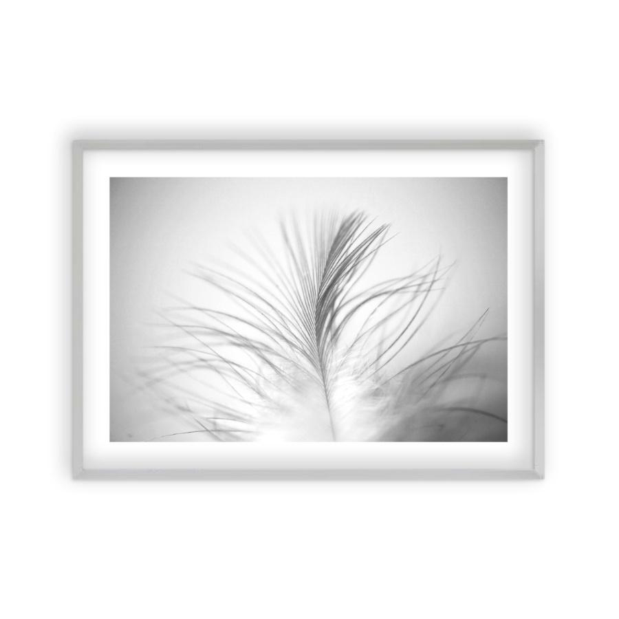 Dusty Feather Print - Blim & Blum